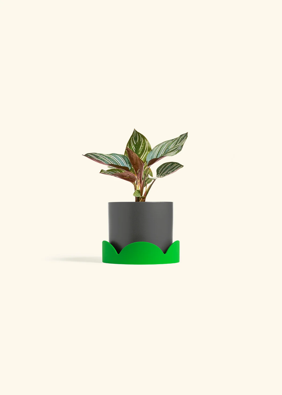 Calathea Pinstripe - Image 36