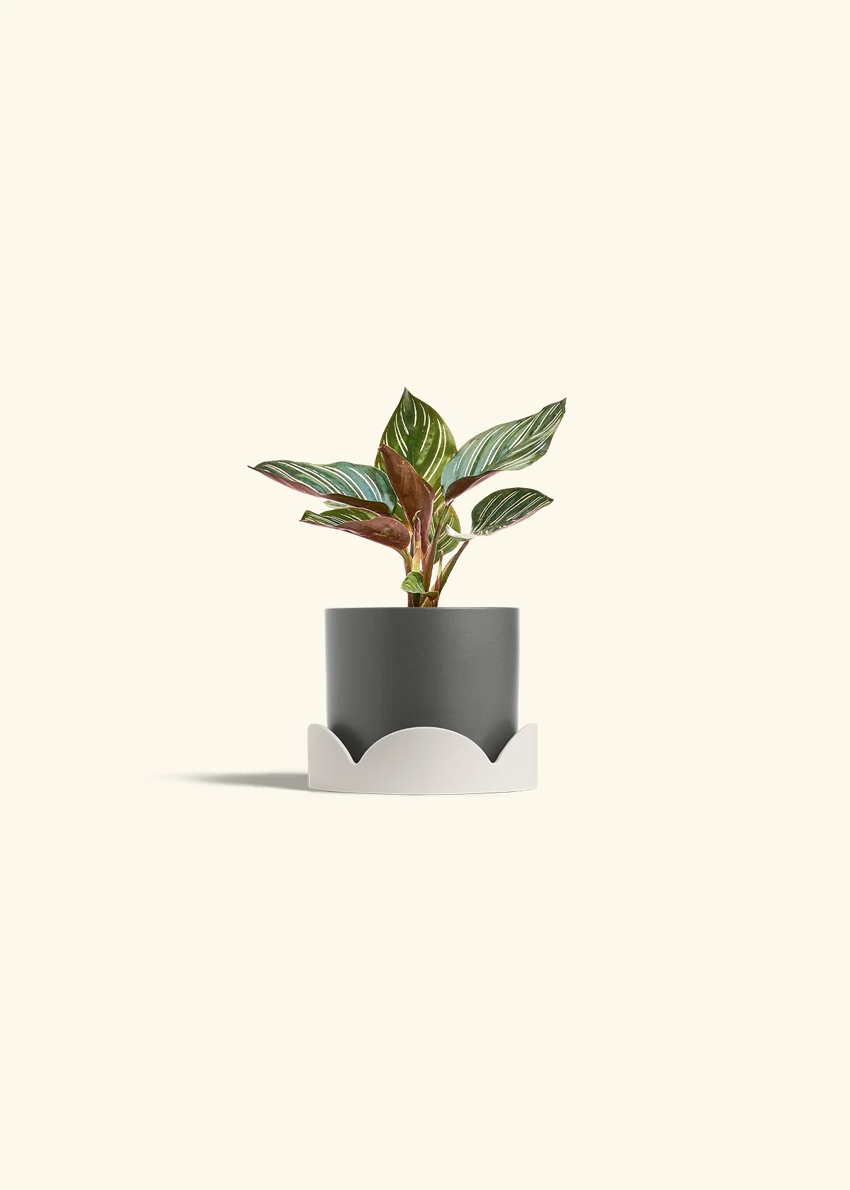 Calathea Pinstripe - Image 37