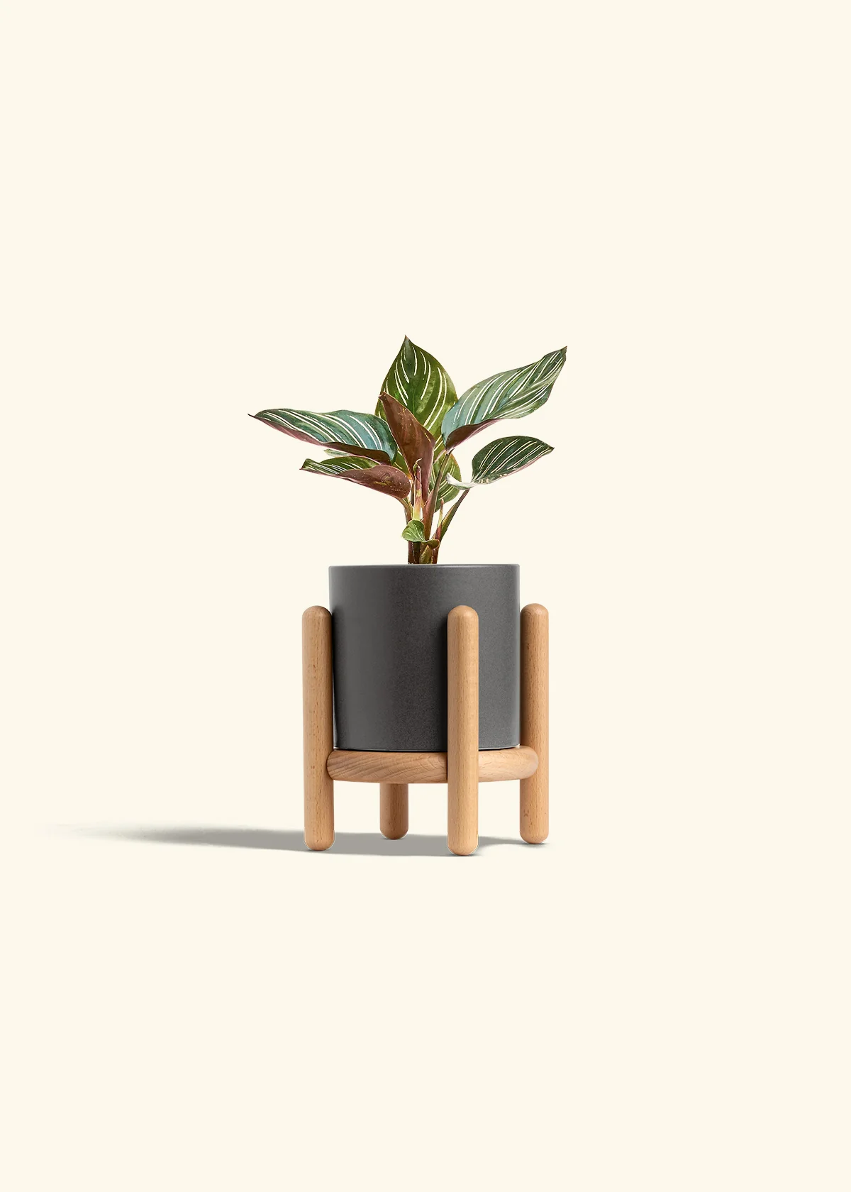 Calathea Pinstripe - Image 38