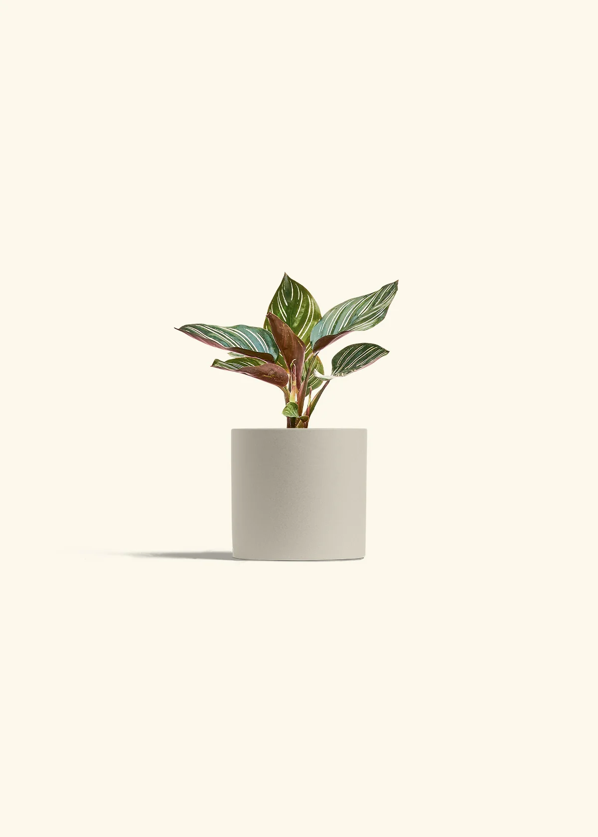 Calathea Pinstripe - Image 39