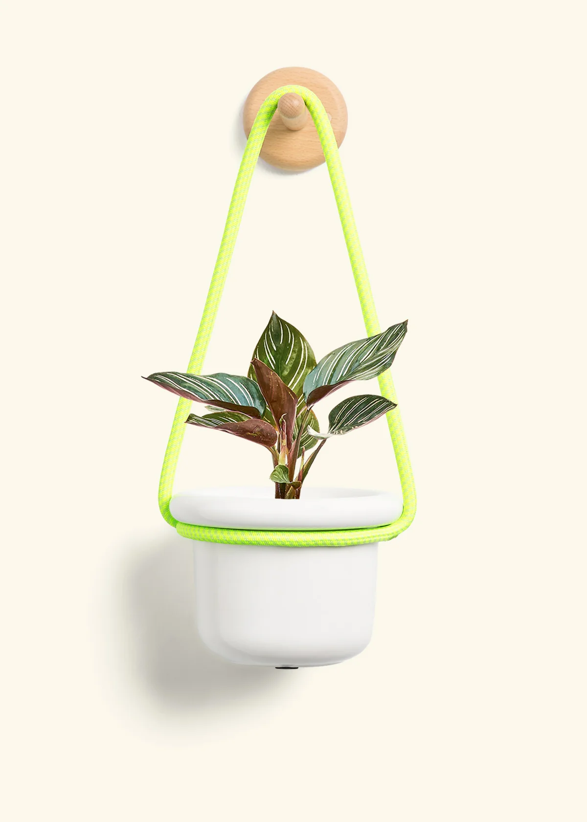 Calathea Pinstripe - Image 4