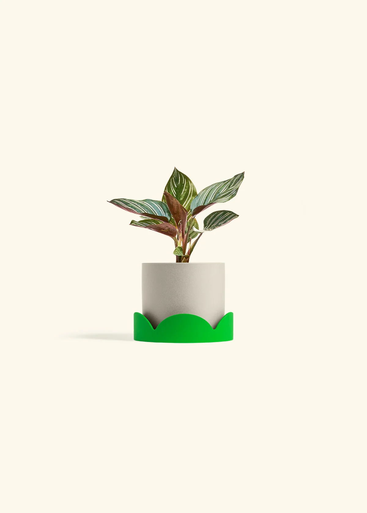 Calathea Pinstripe - Image 40