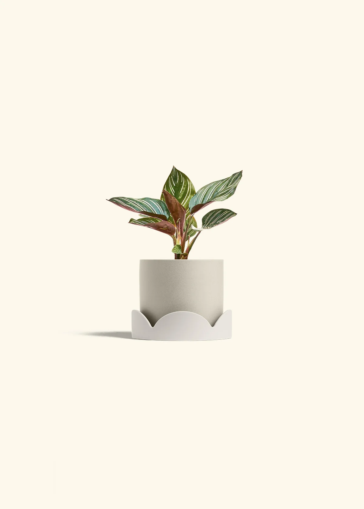 Calathea Pinstripe - Image 41