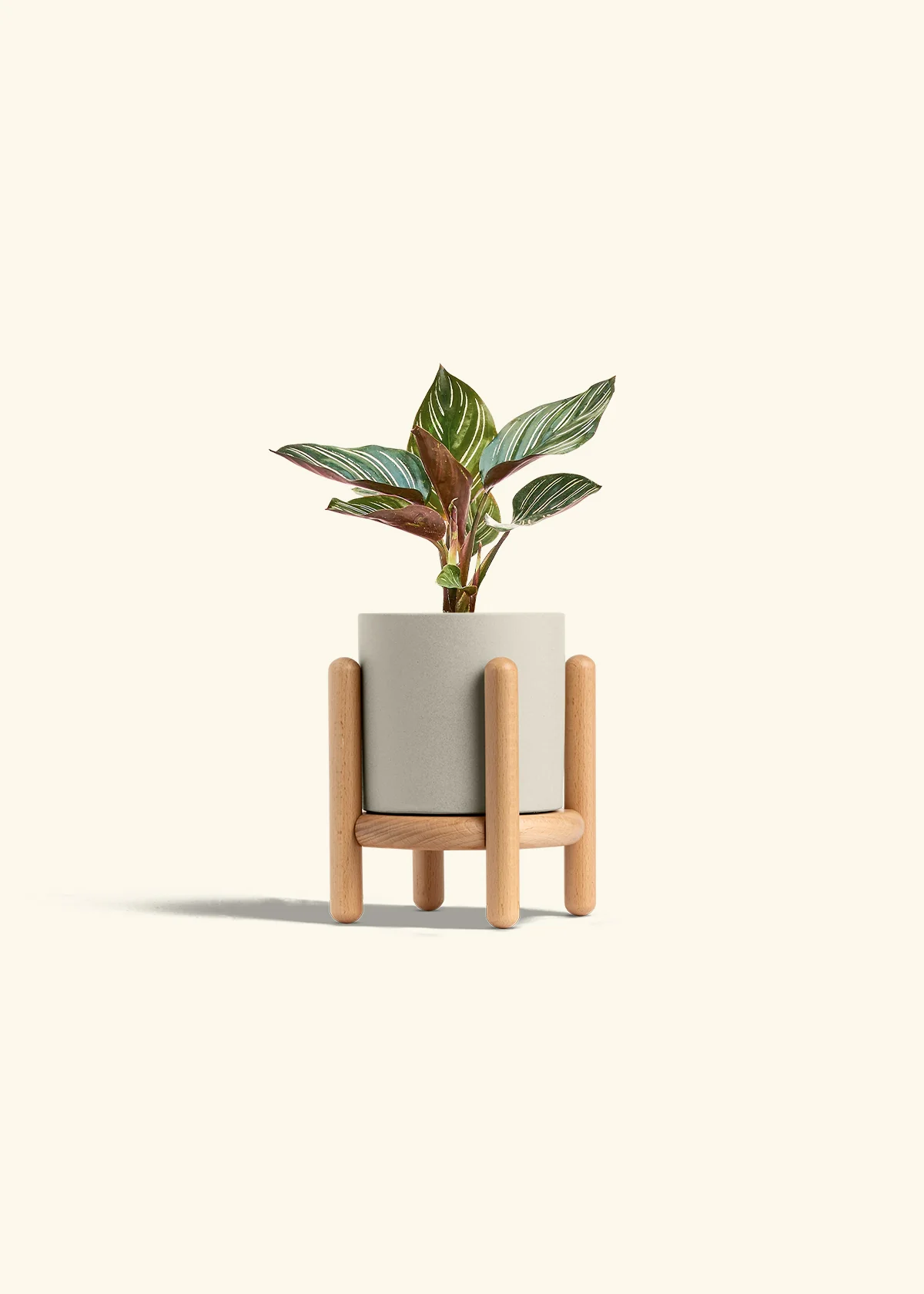 Calathea Pinstripe - Image 42