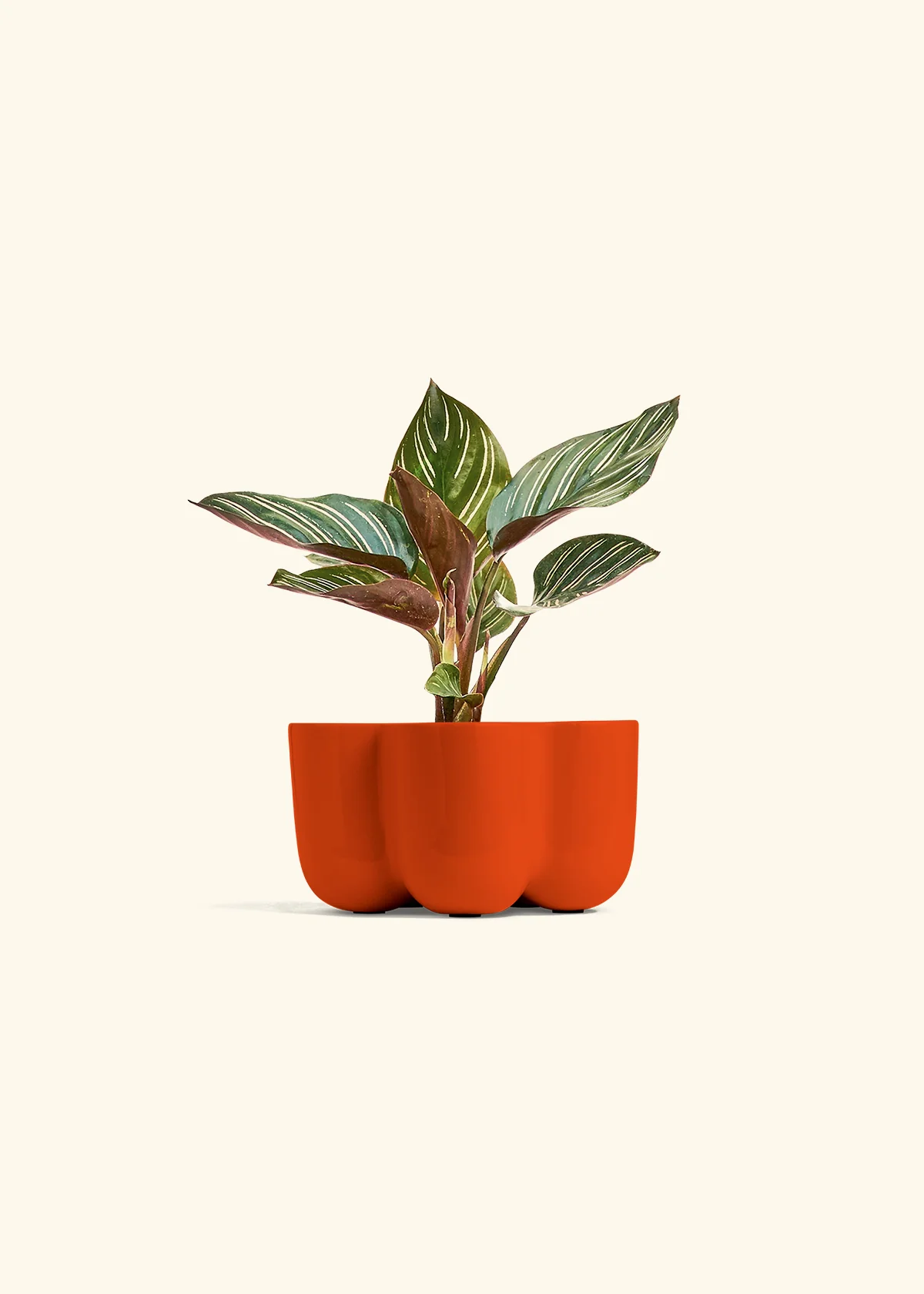 Calathea Pinstripe - Image 43