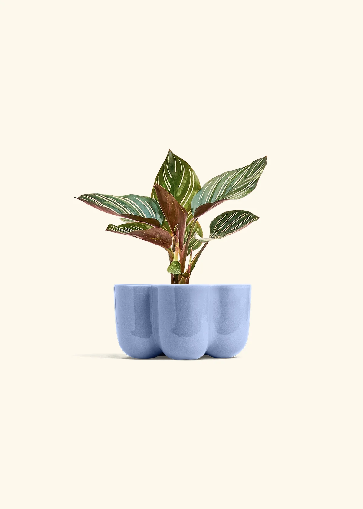 Calathea Pinstripe - Image 44