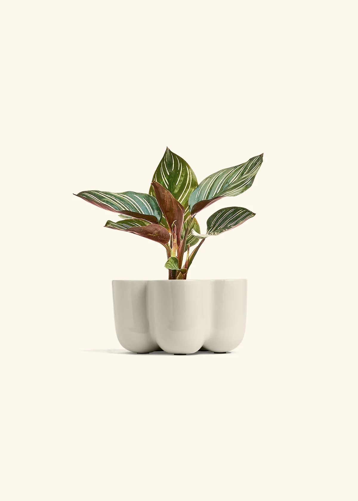 Calathea Pinstripe - Image 45