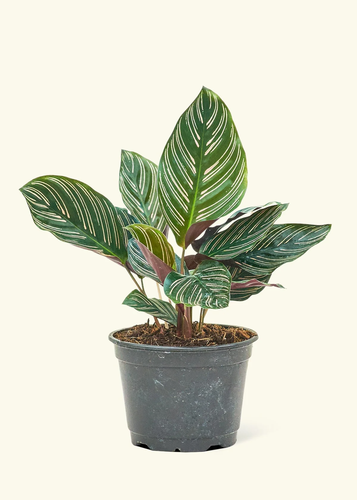 Calathea Pinstripe - Image 46