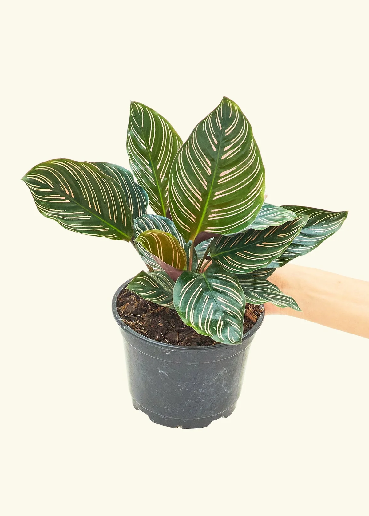 Calathea Pinstripe - Image 47