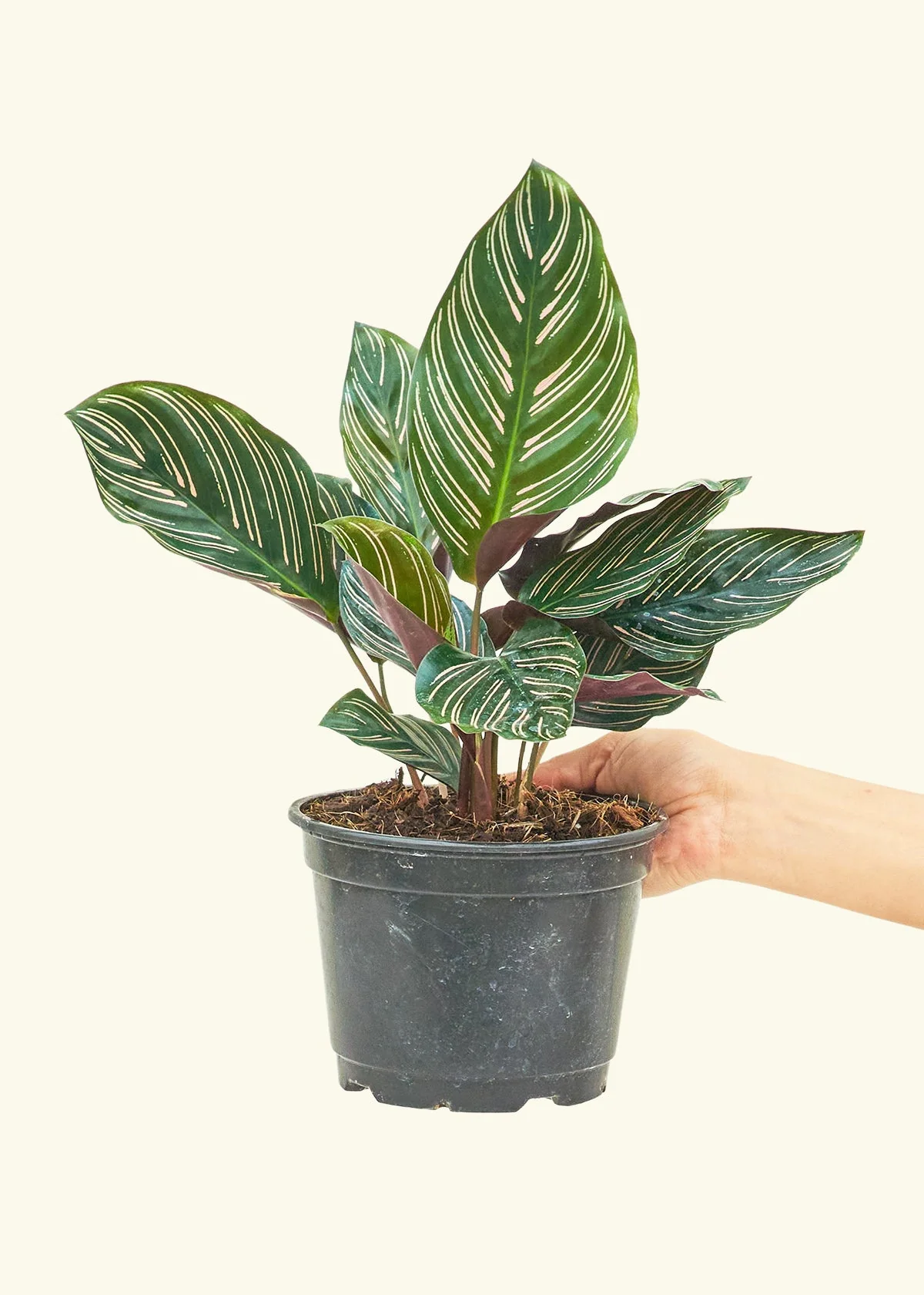 Calathea Pinstripe - Image 48