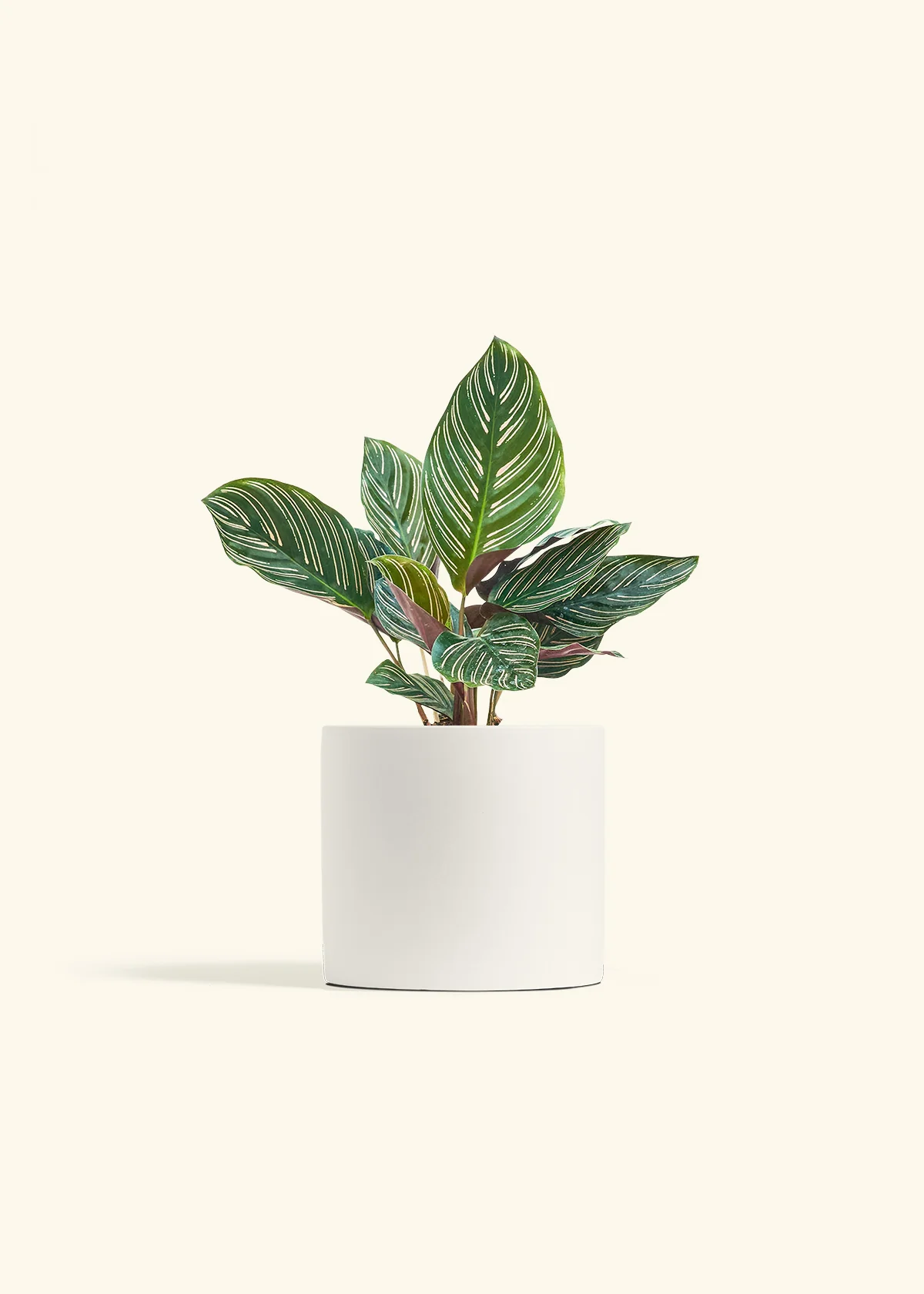 Calathea Pinstripe - Image 49