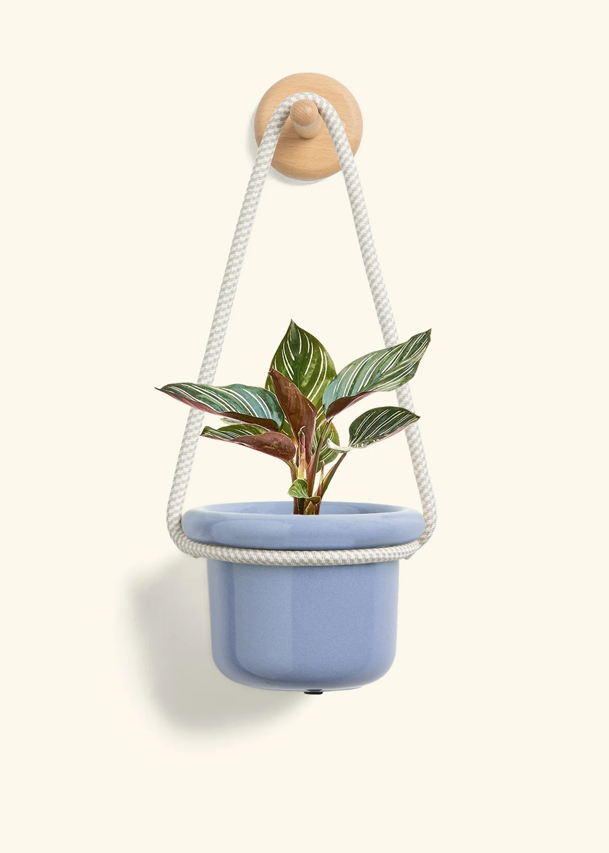 Calathea Pinstripe - Image 5