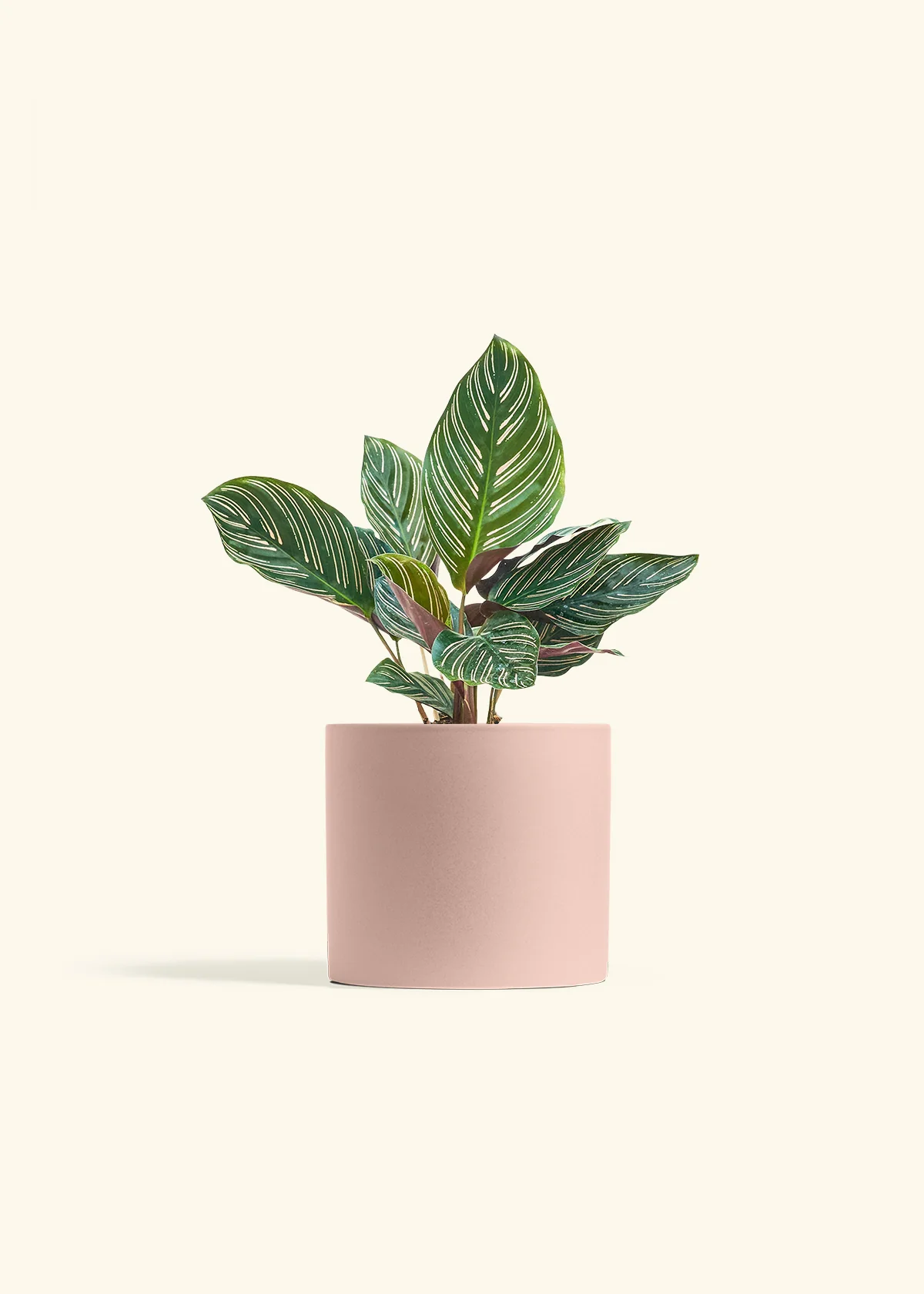 Calathea Pinstripe - Image 50