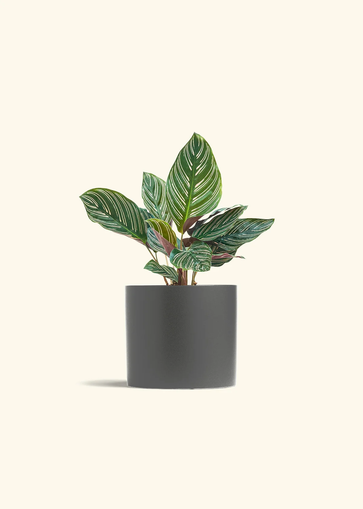 Calathea Pinstripe - Image 51