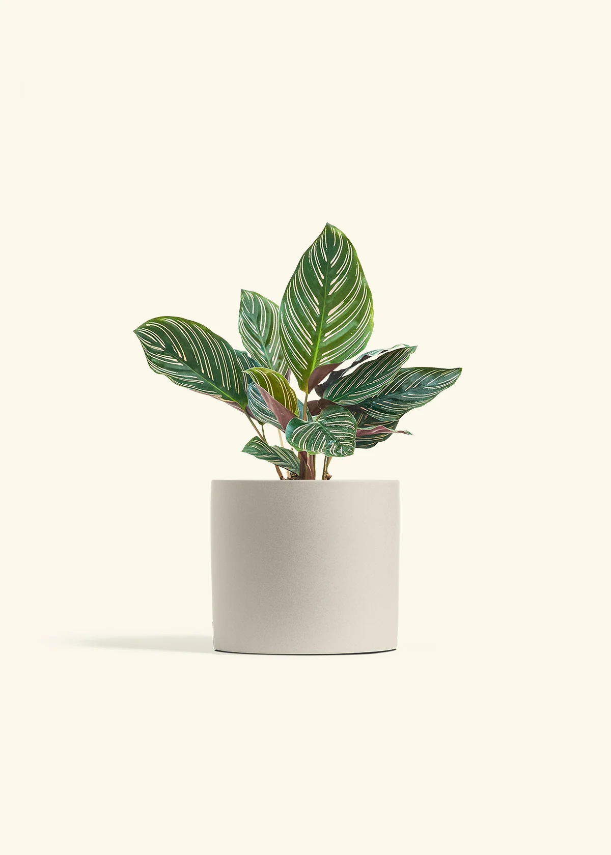 Calathea Pinstripe - Image 52