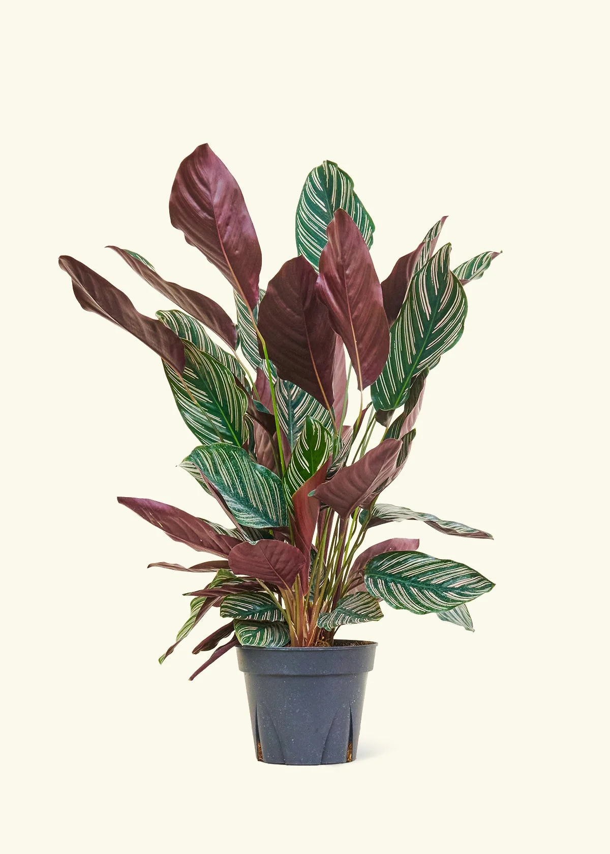 Calathea Pinstripe - Image 53