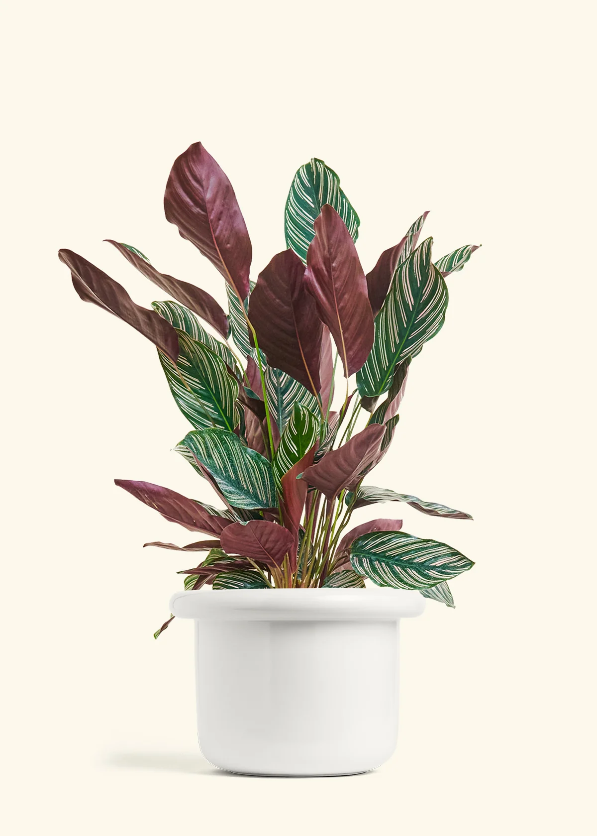 Calathea Pinstripe - Image 54