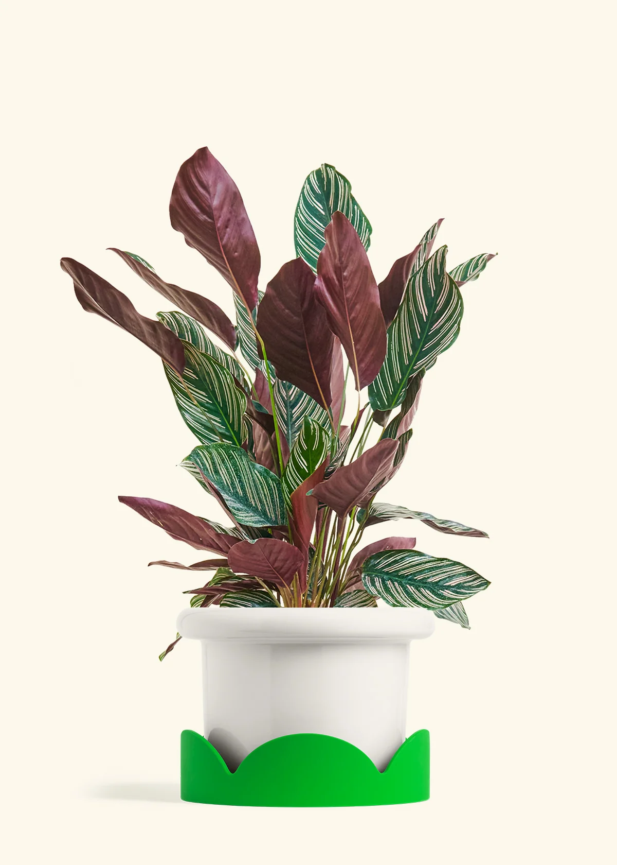 Calathea Pinstripe - Image 55