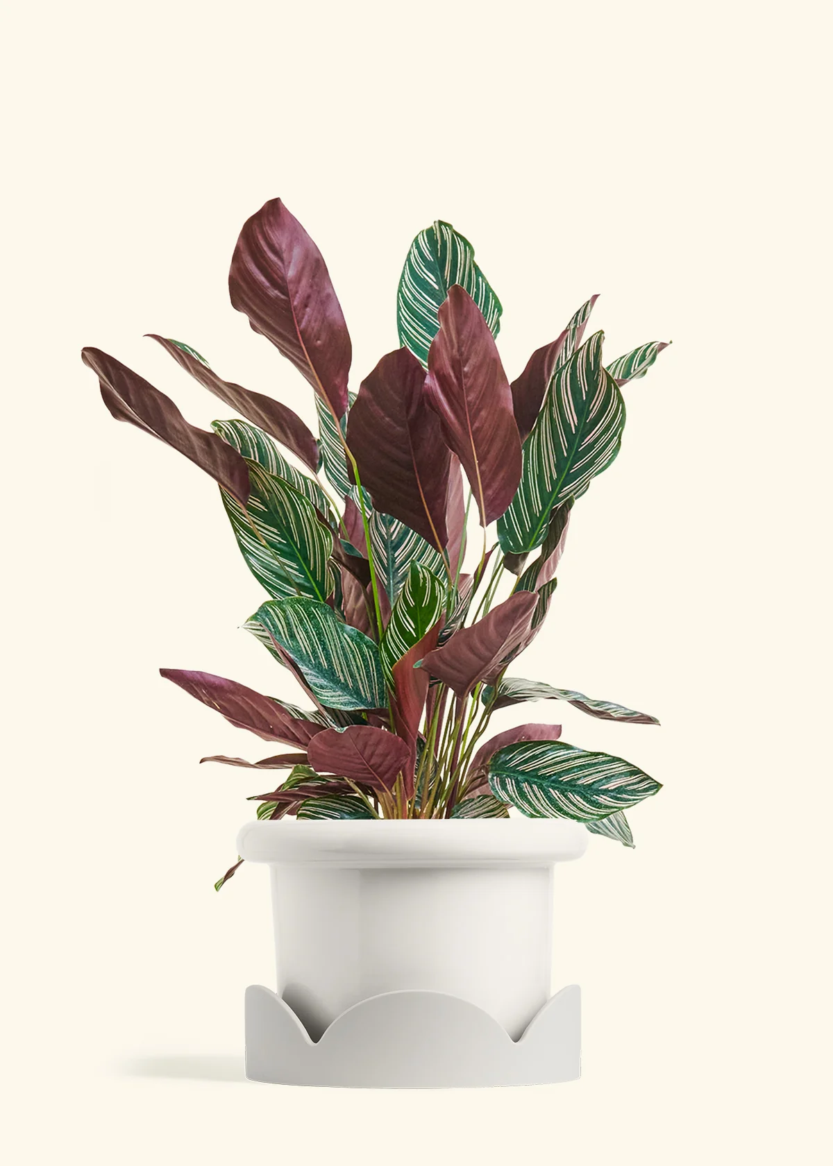 Calathea Pinstripe - Image 56