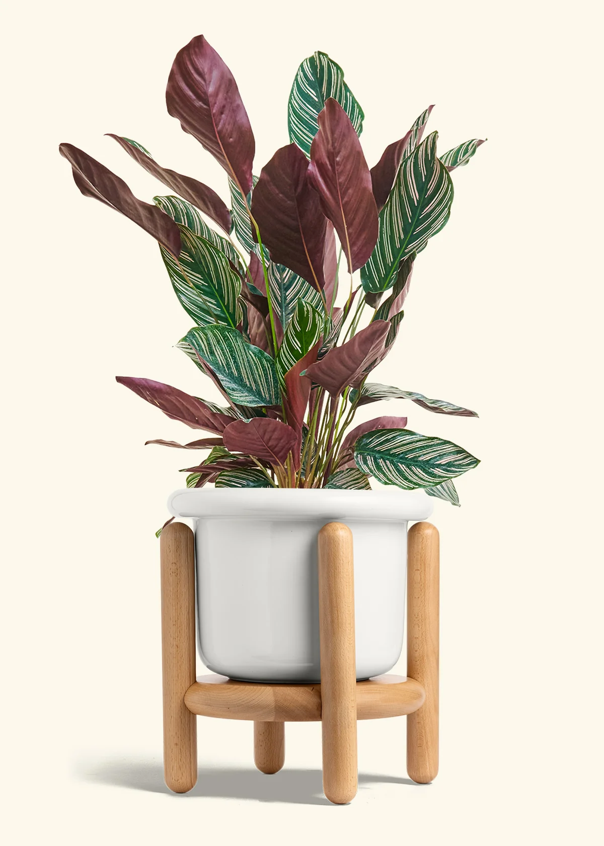 Calathea Pinstripe - Image 57