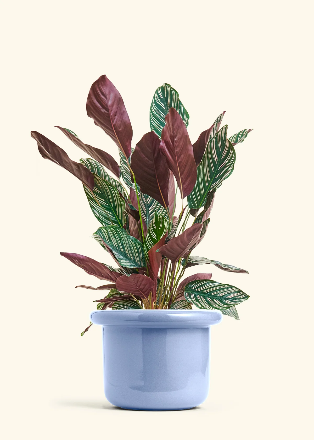 Calathea Pinstripe - Image 58