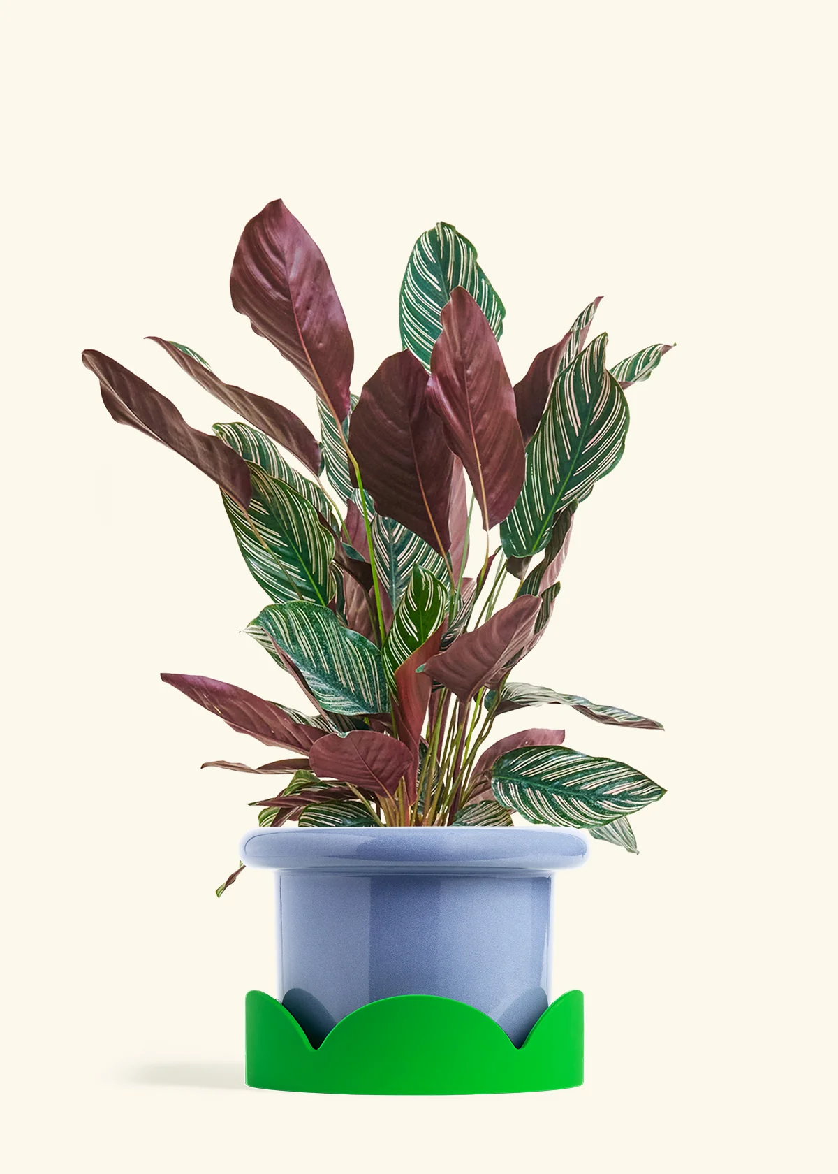 Calathea Pinstripe - Image 59