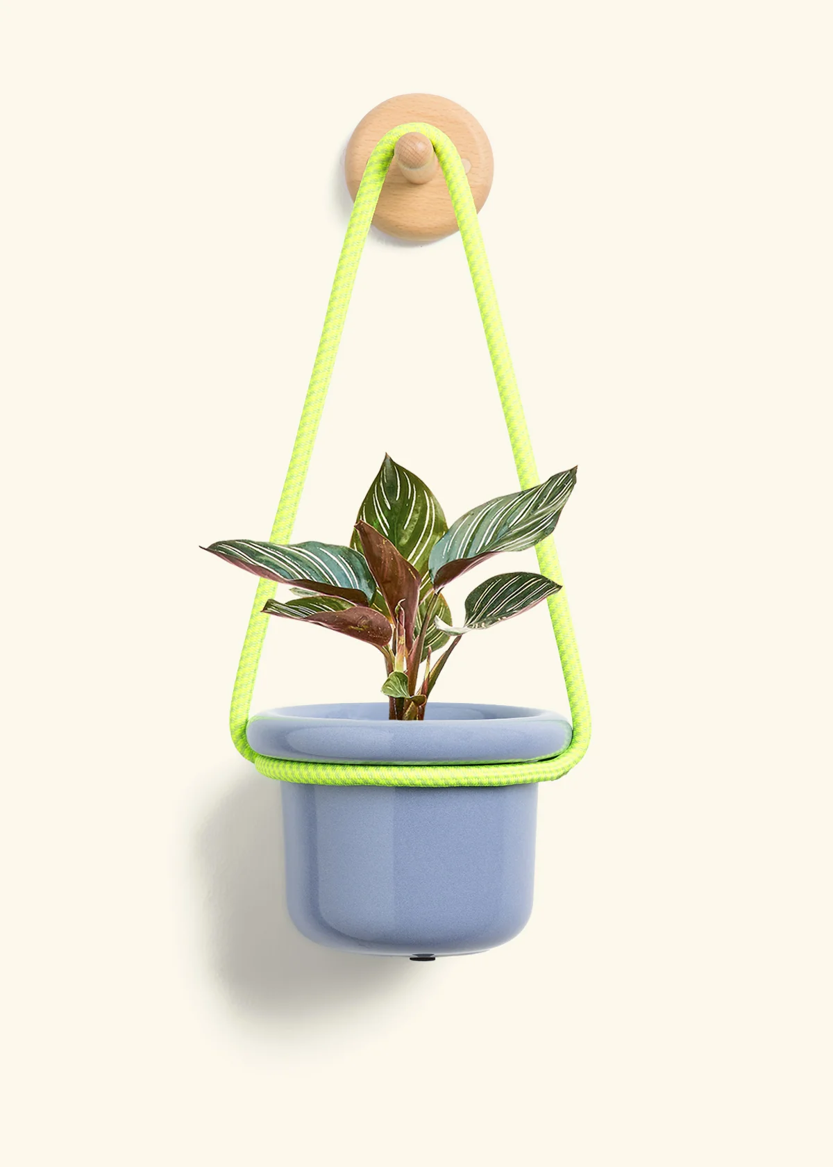 Calathea Pinstripe - Image 6