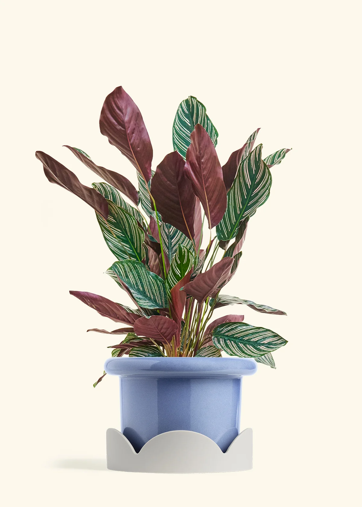 Calathea Pinstripe - Image 60