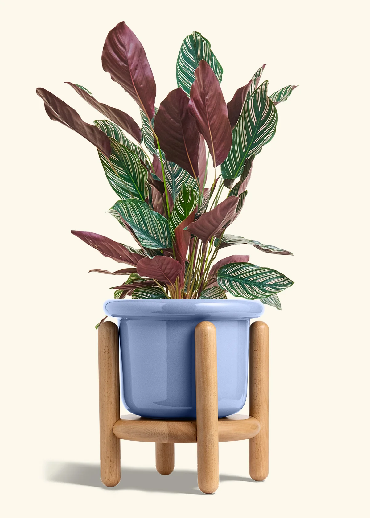 Calathea Pinstripe - Image 61