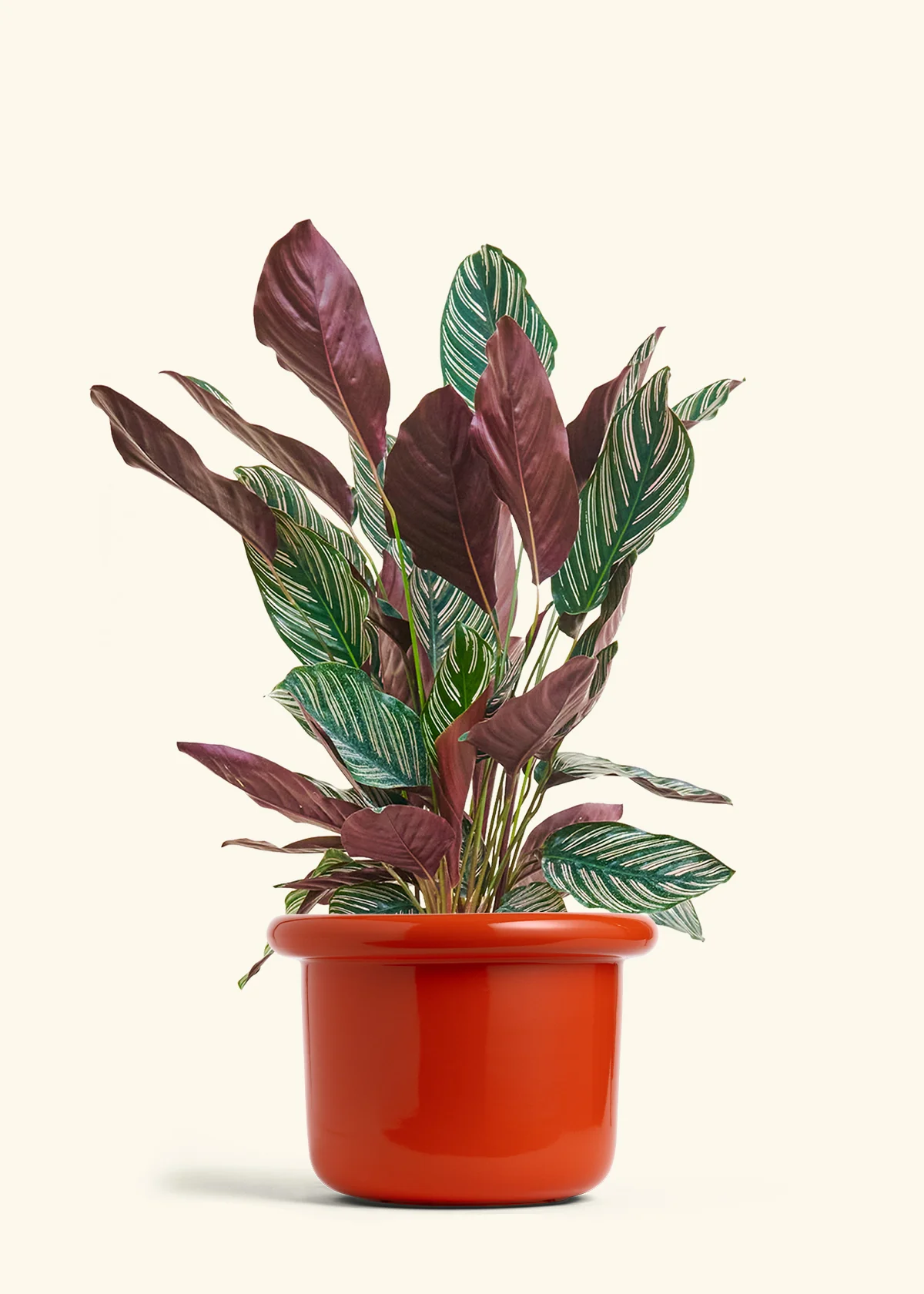 Calathea Pinstripe - Image 62