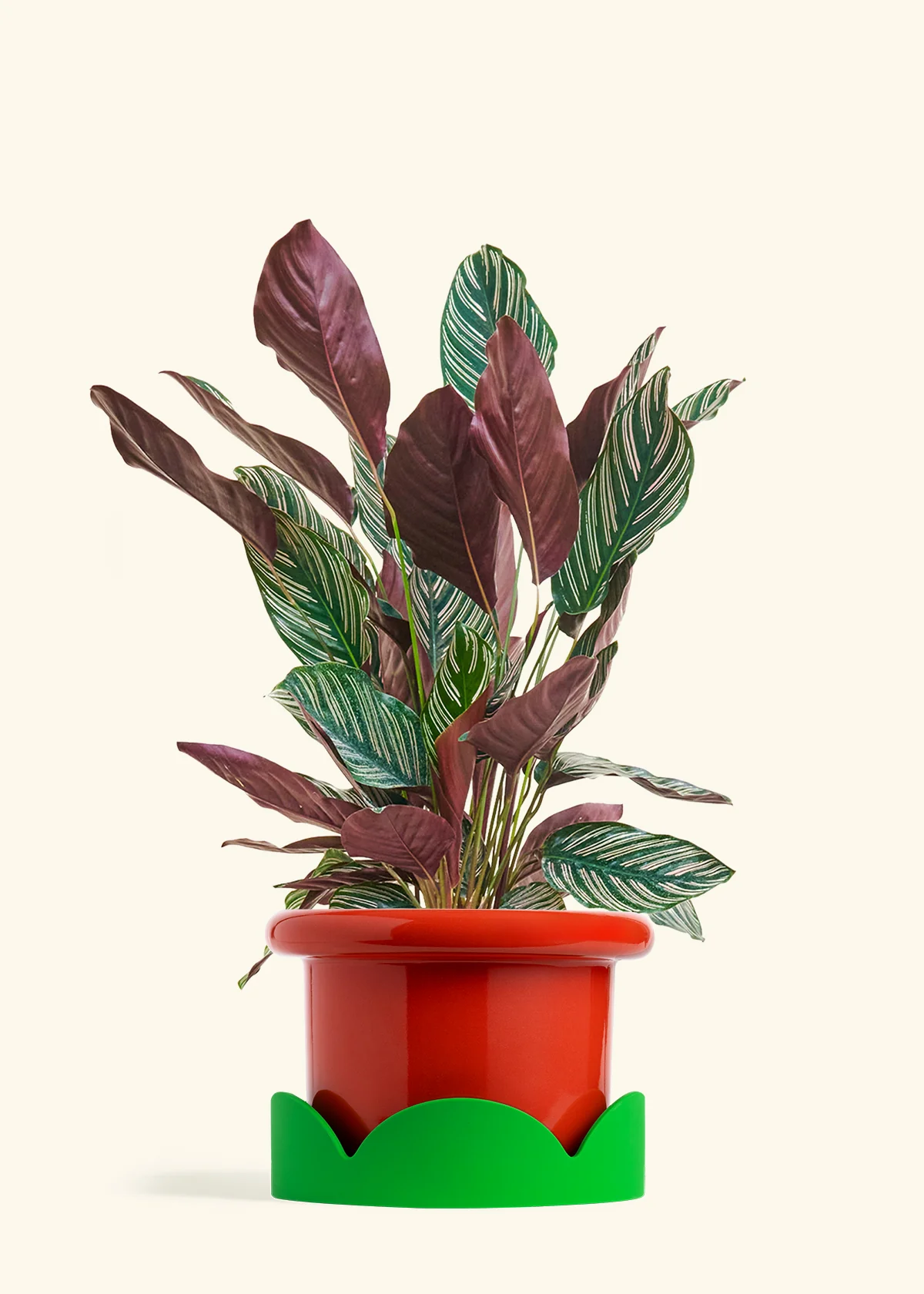 Calathea Pinstripe - Image 63
