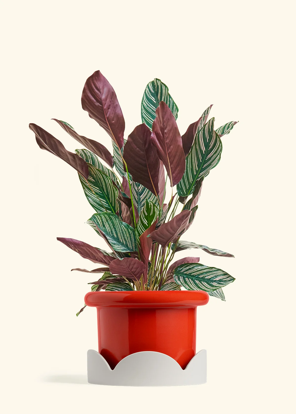 Calathea Pinstripe - Image 64