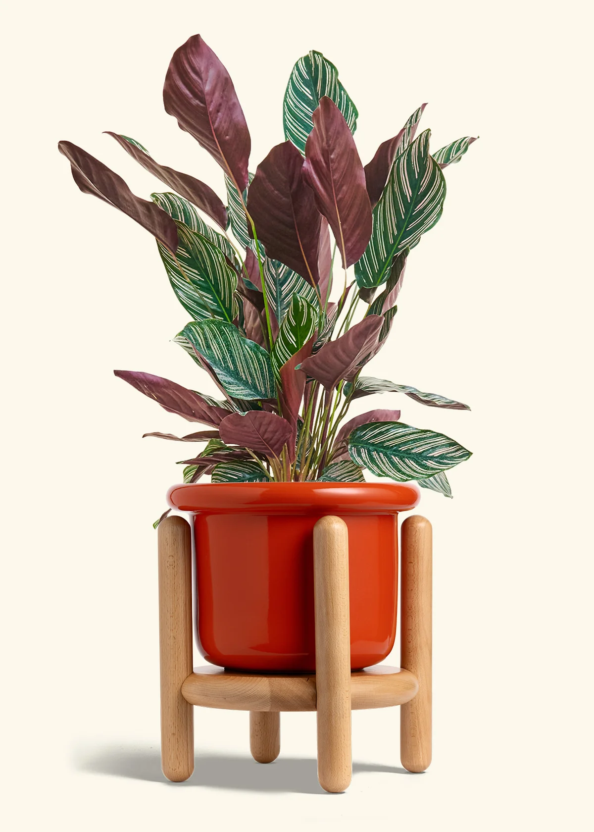 Calathea Pinstripe - Image 65