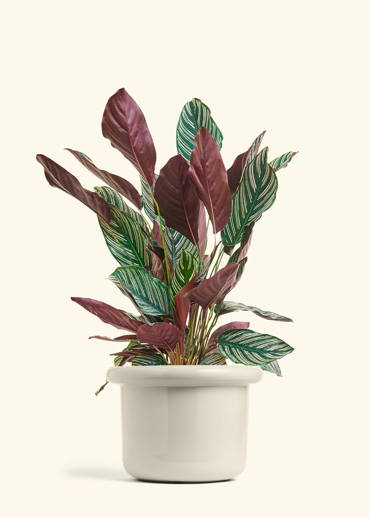 Calathea Pinstripe - Image 66