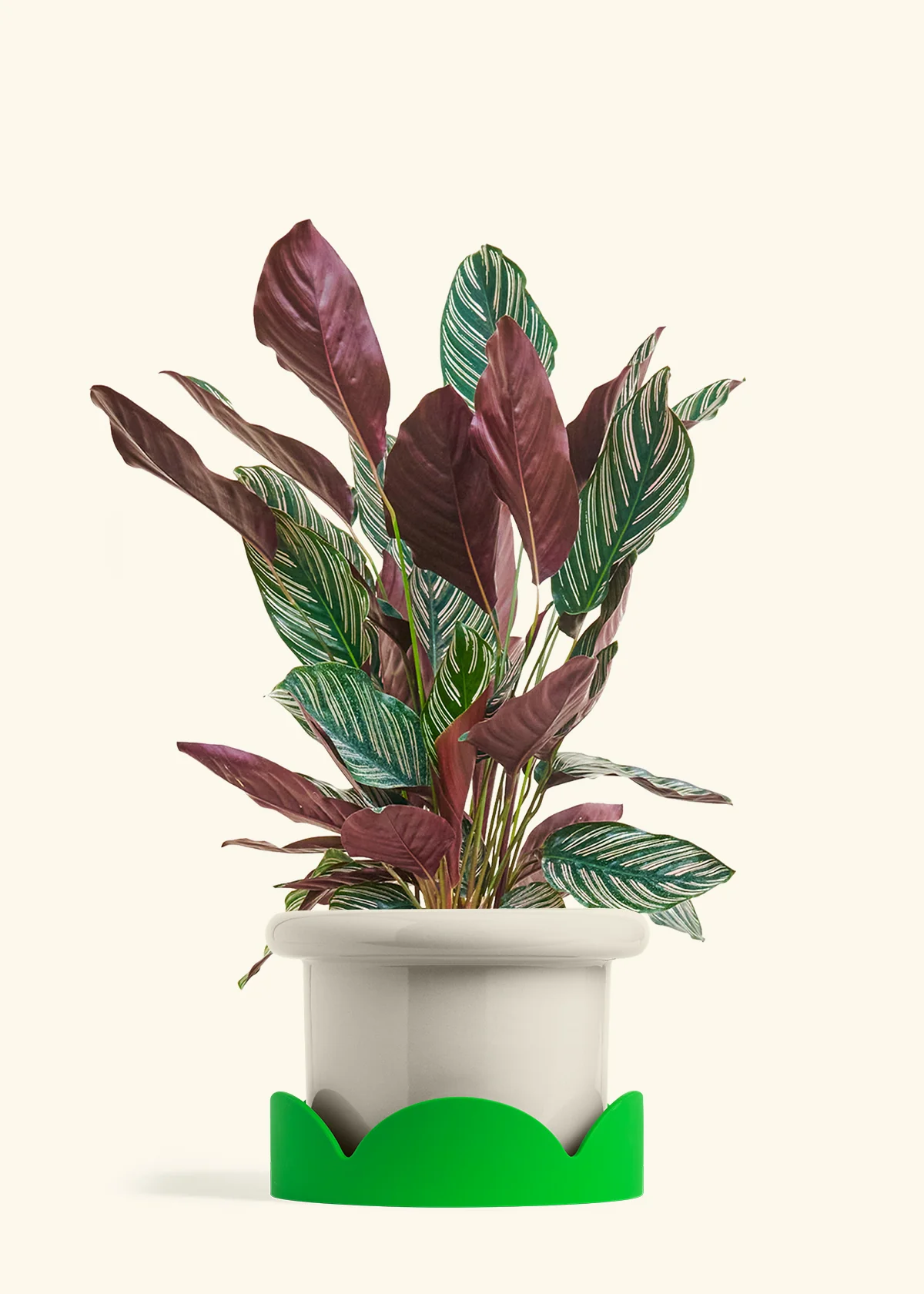 Calathea Pinstripe - Image 67