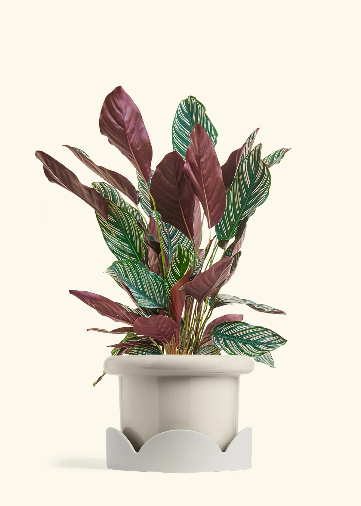 Calathea Pinstripe - Image 68