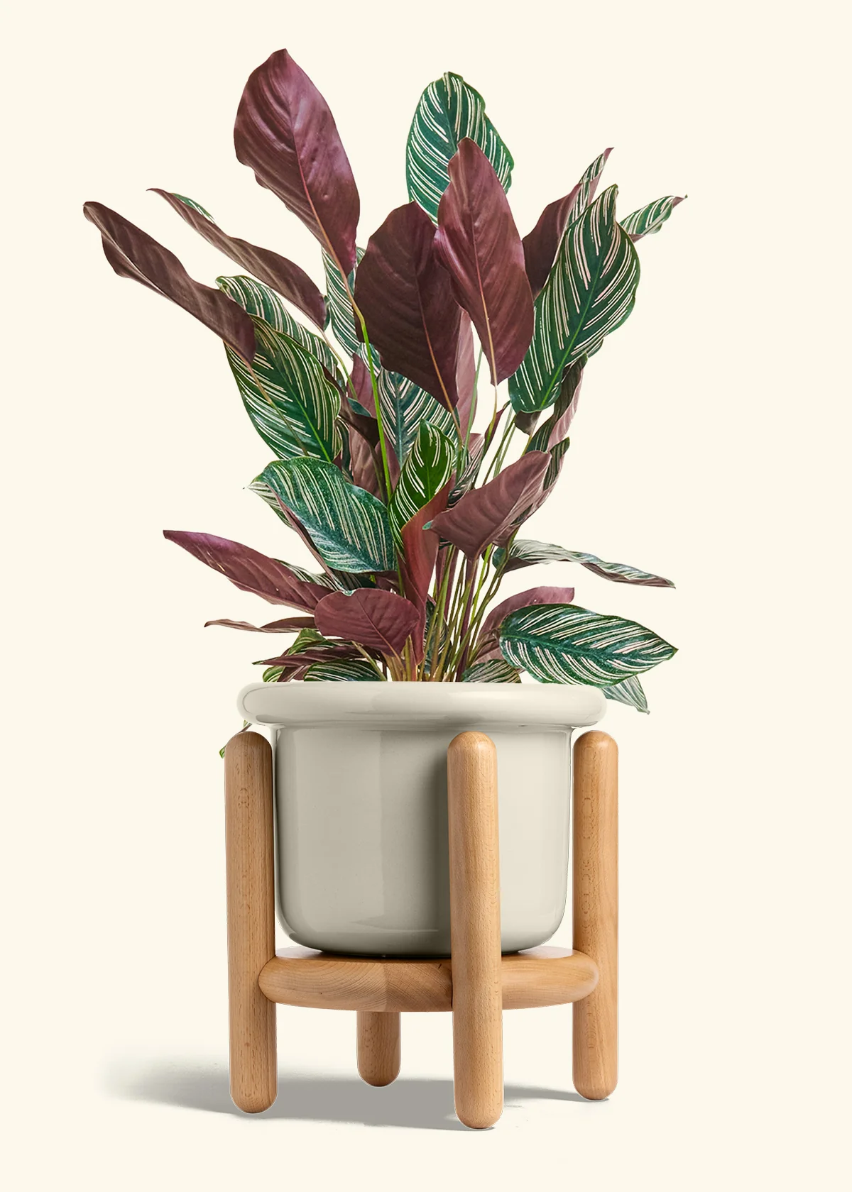 Calathea Pinstripe - Image 69