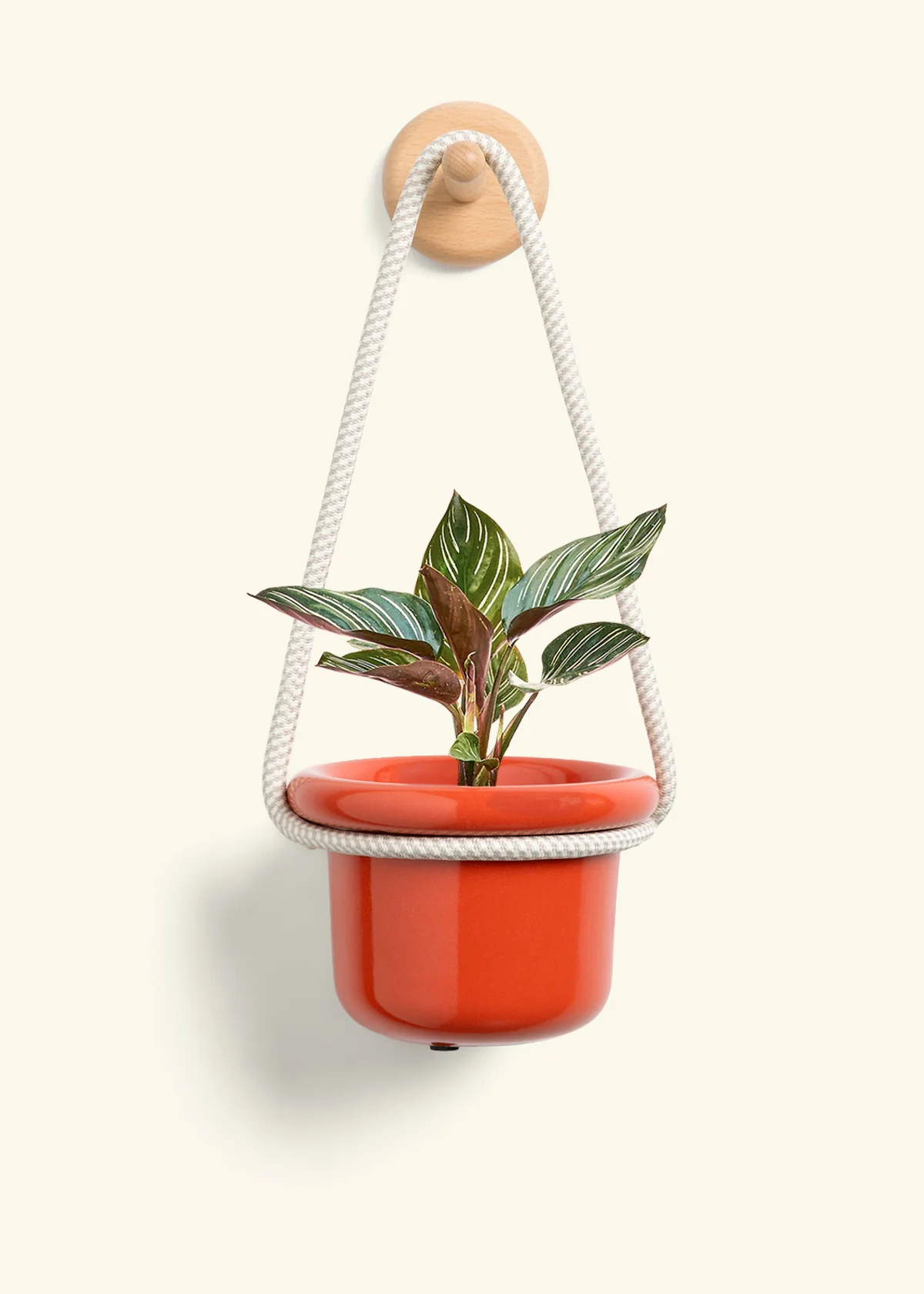 Calathea Pinstripe - Image 7