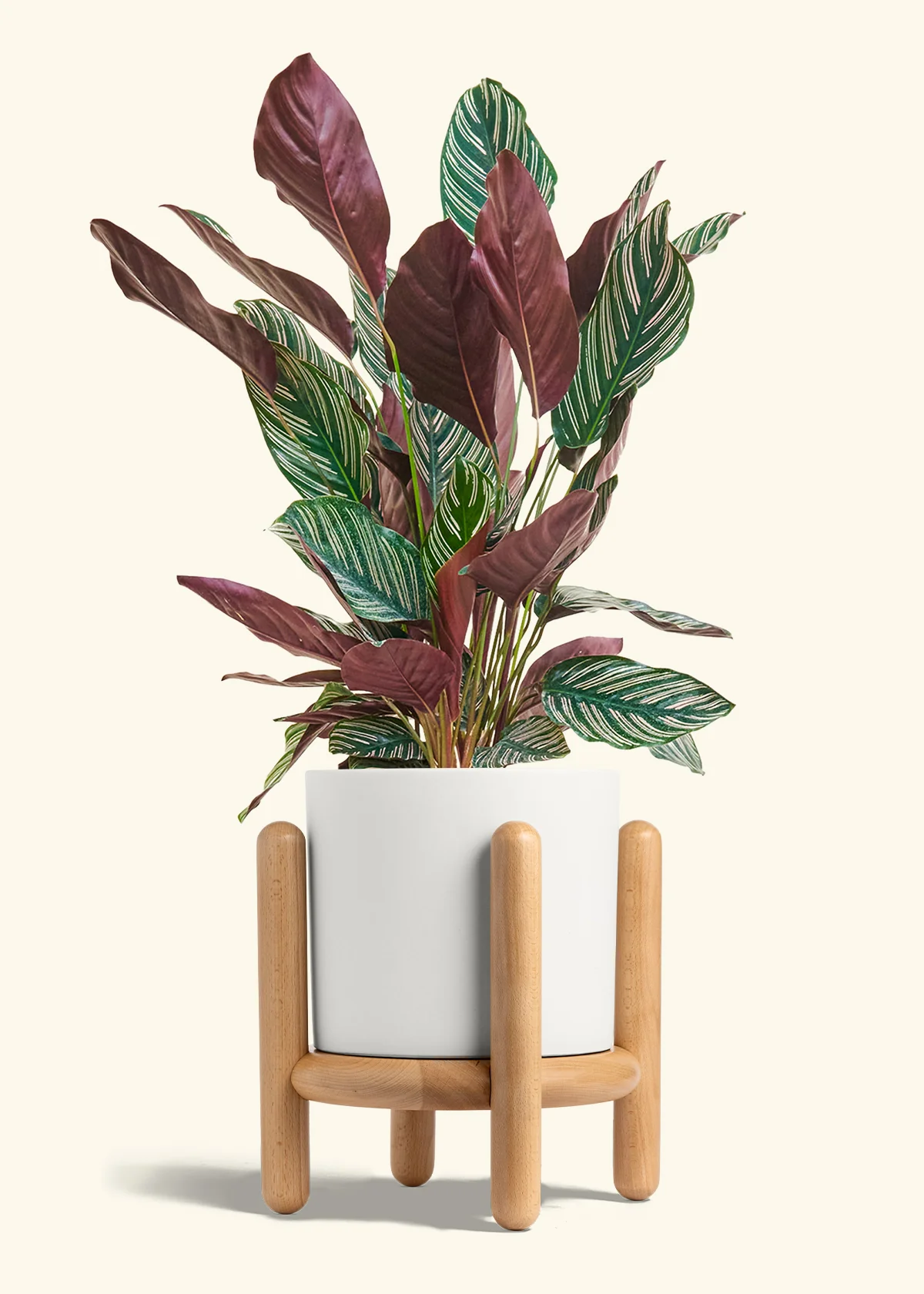 Calathea Pinstripe - Image 72