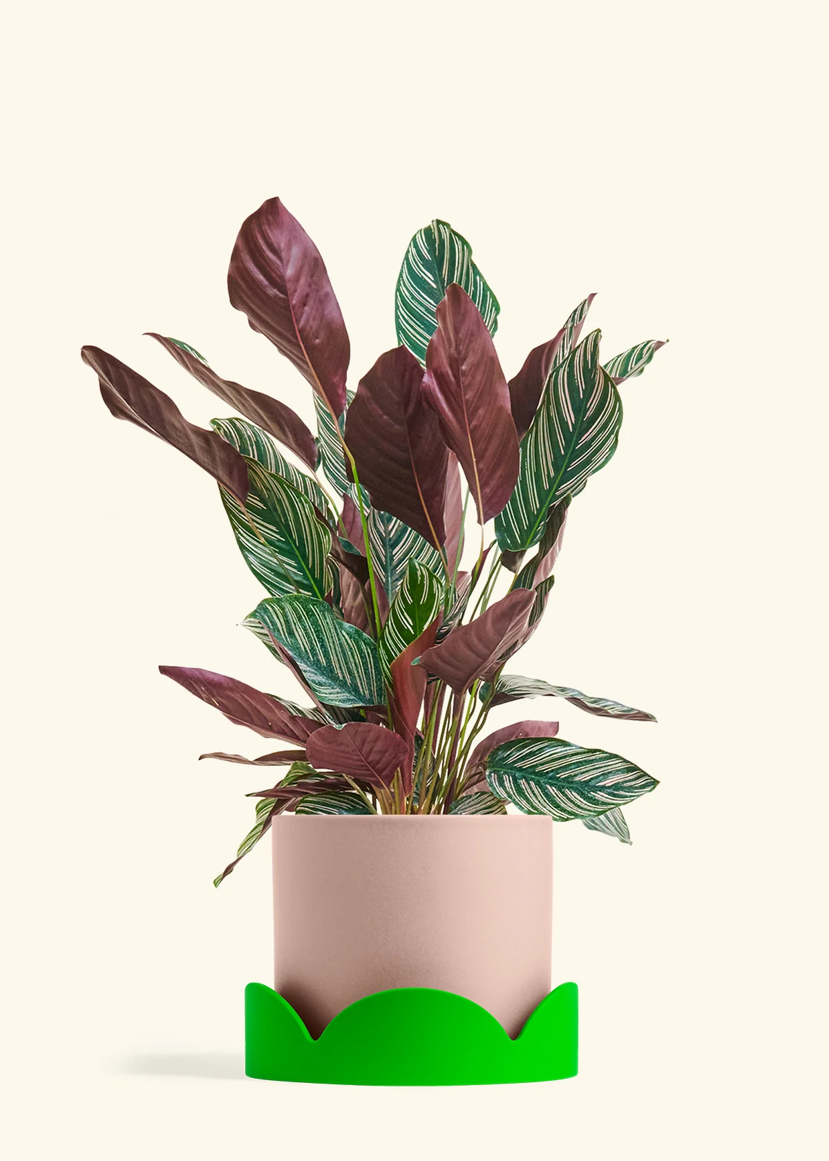 Calathea Pinstripe - Image 73