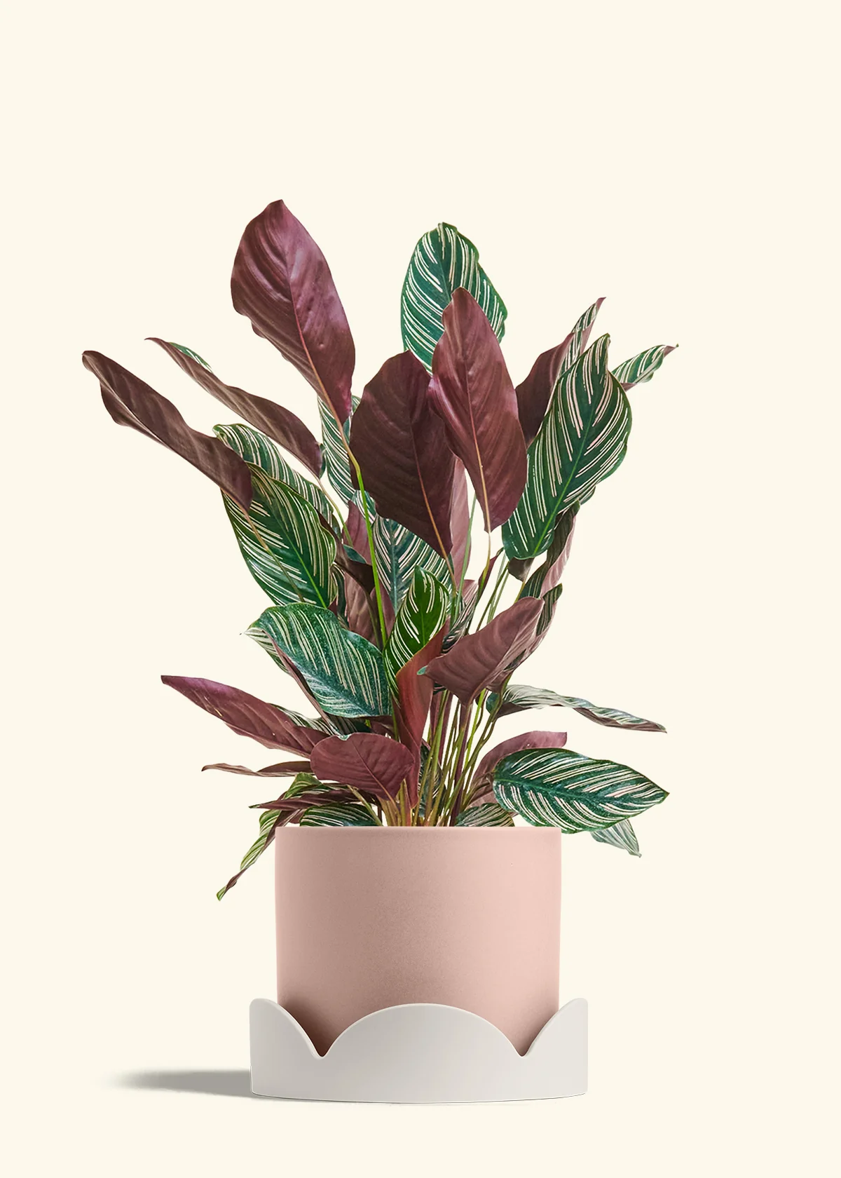 Calathea Pinstripe - Image 74