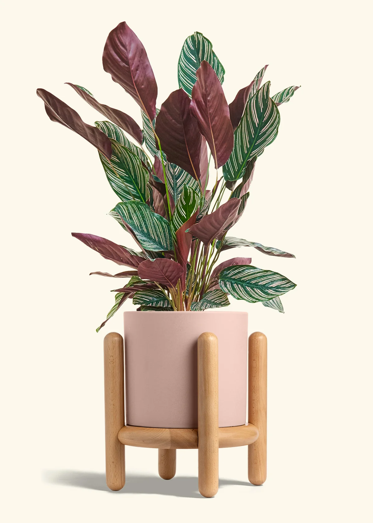 Calathea Pinstripe - Image 75