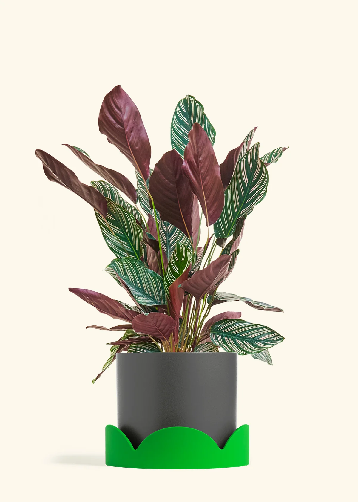 Calathea Pinstripe - Image 76