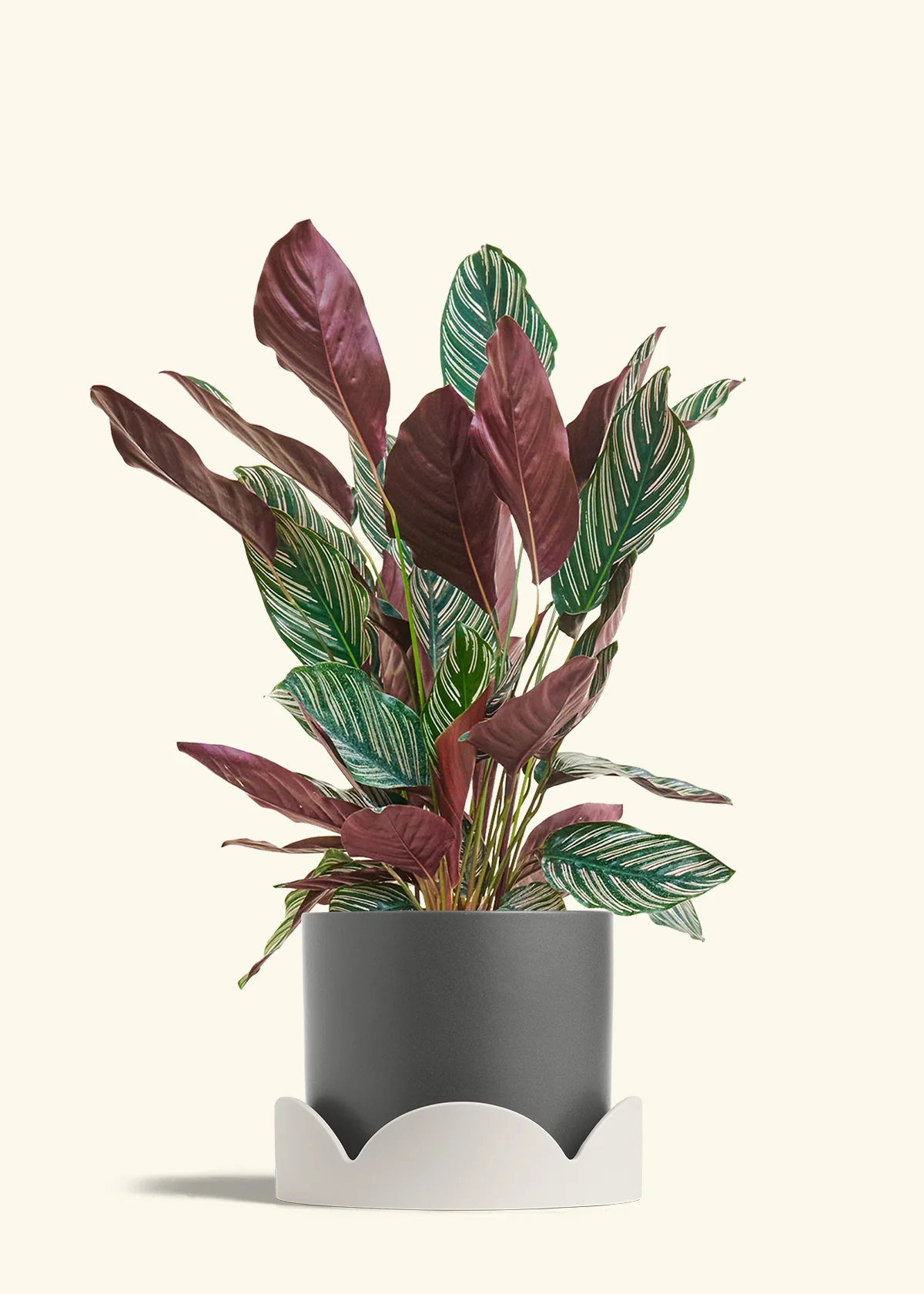 Calathea Pinstripe - Image 77