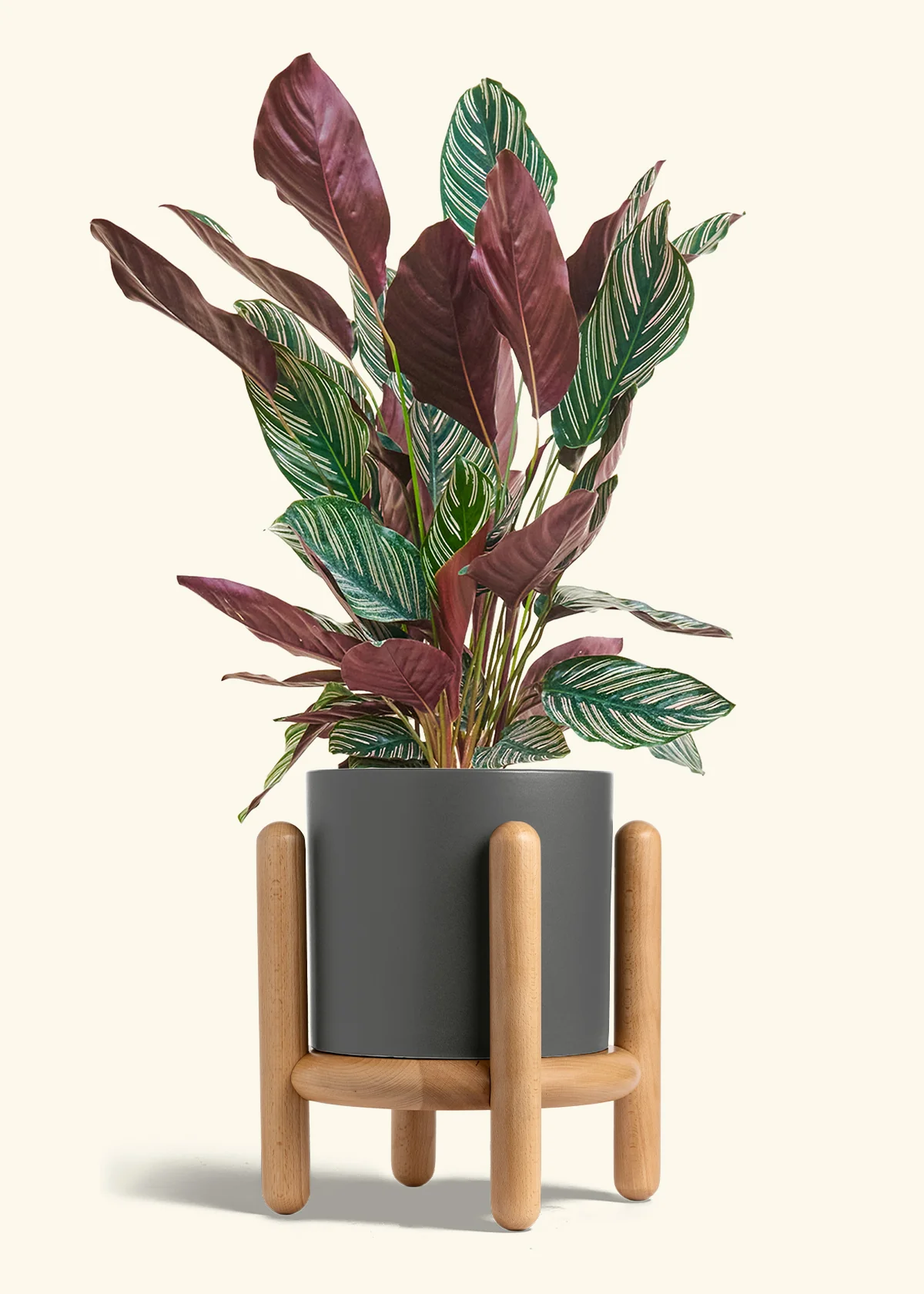 Calathea Pinstripe - Image 78