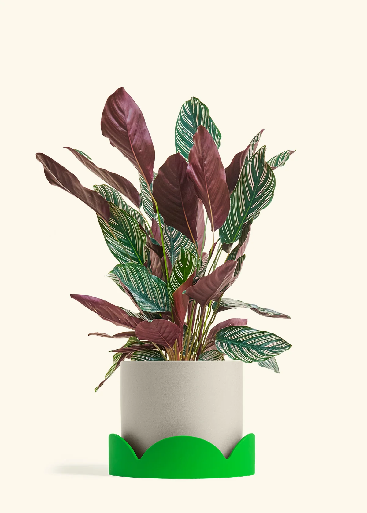 Calathea Pinstripe - Image 79
