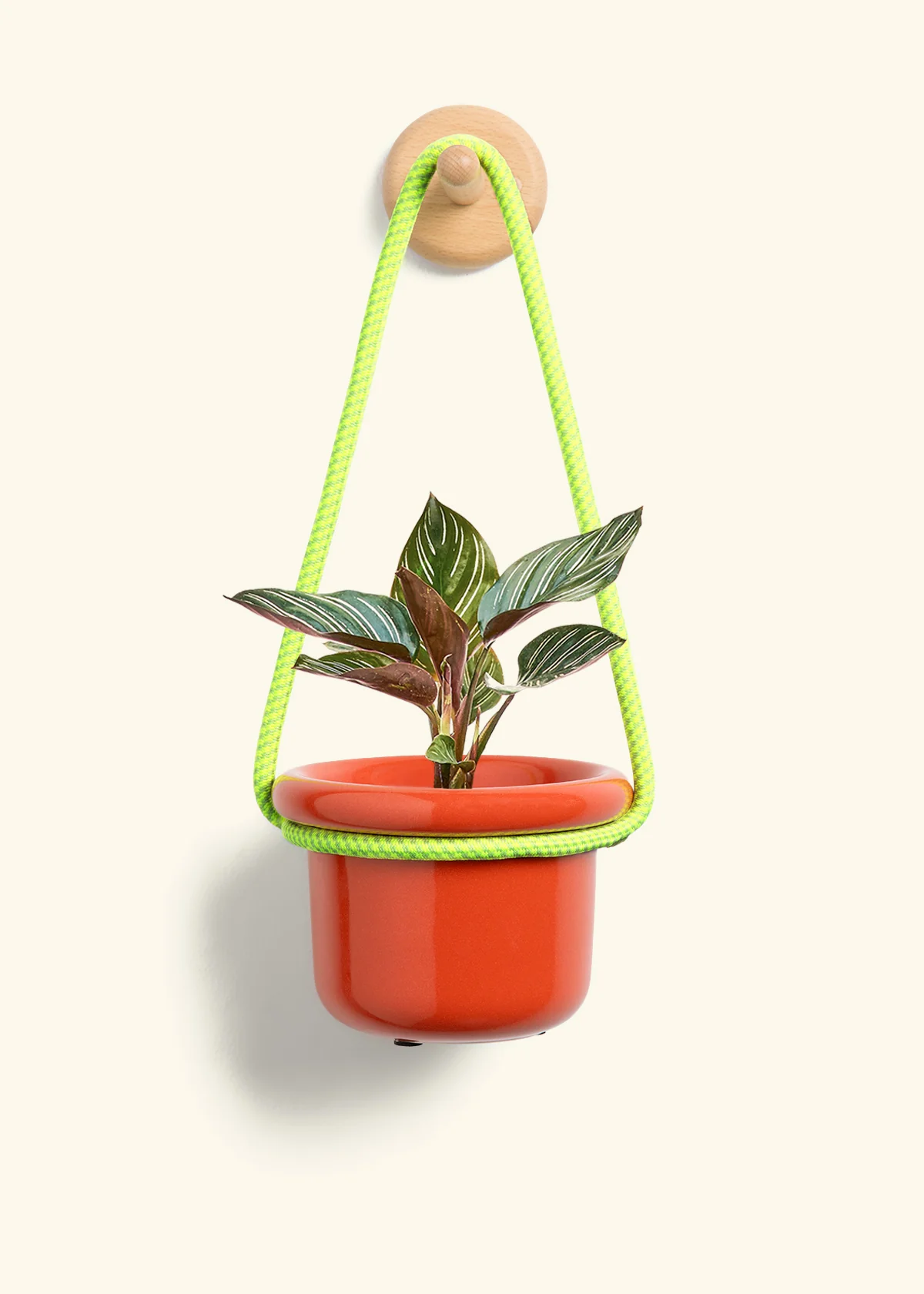 Calathea Pinstripe - Image 8