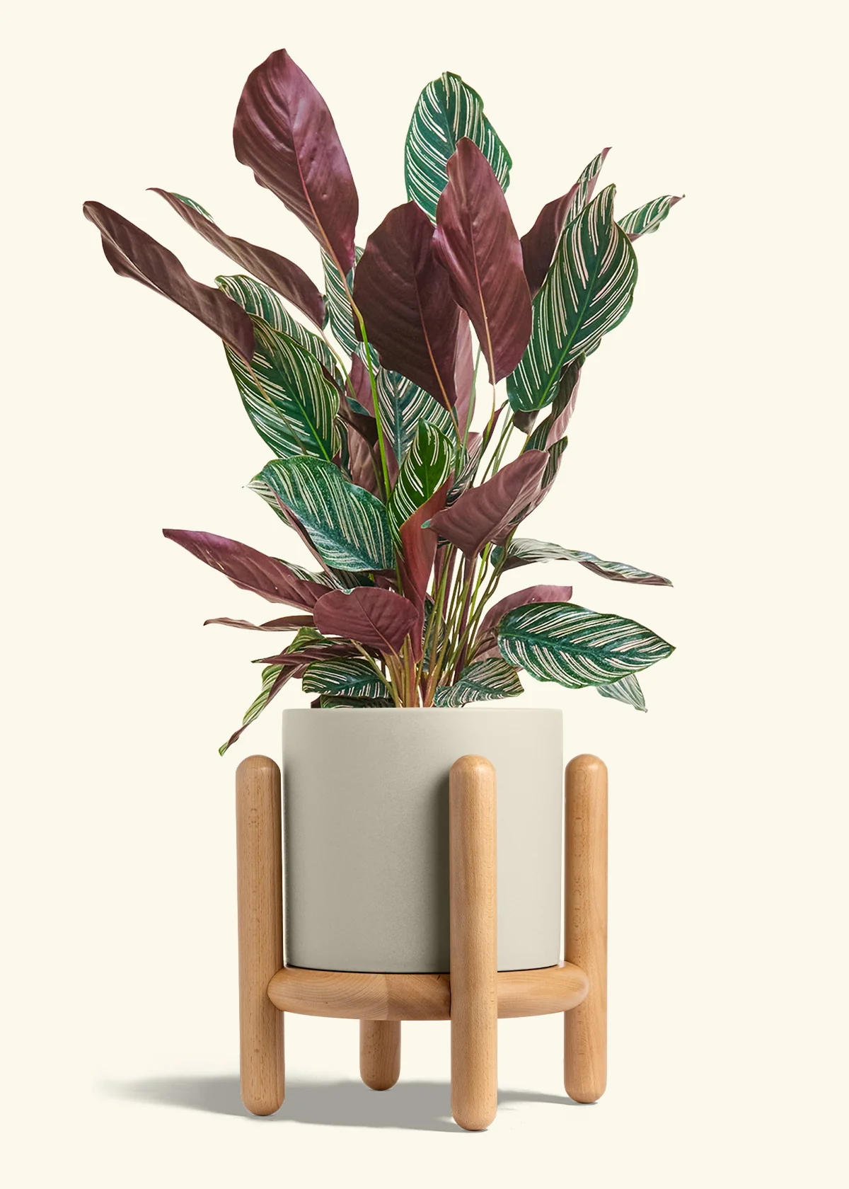 Calathea Pinstripe - Image 81