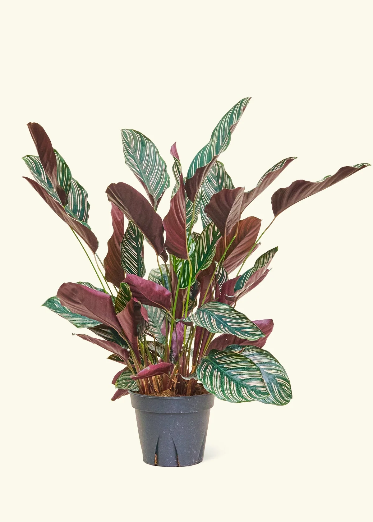 Calathea Pinstripe - Image 82