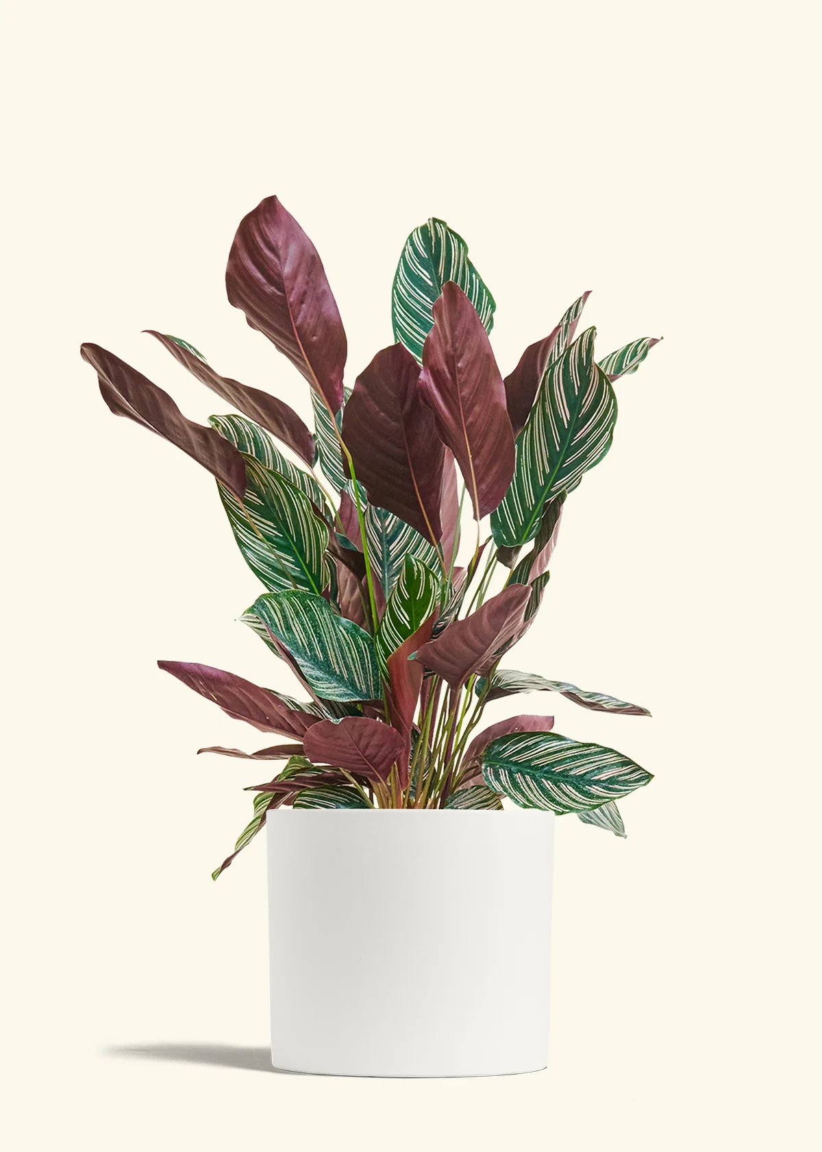 Calathea Pinstripe - Image 83